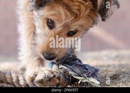 Cute mixed breed poodle puppy chewing on an old rope dog toy. Stock Photo