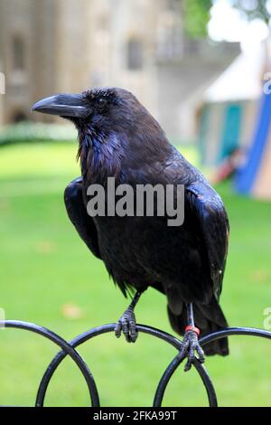 Close up portrait of a raven at the Tower of London Stock Photo
