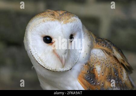 Close up of face of barn owl Stock Photo