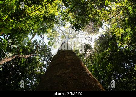 View up tree trunk into forest canopy with foliage in Costa Rica Stock Photo