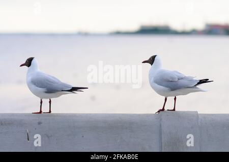 Two Black-headed Gulls on a Rail Stock Photo