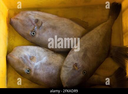 Group of leather jacket fishes on a container for sale. Stock Photo