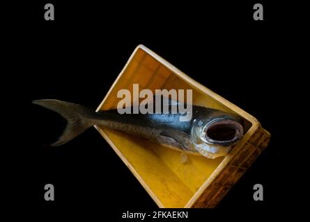 Cobia fish opening it's mouth in a fish container isolated on black. Stock Photo