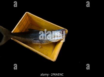 Cobia fish opening it's mouth in a fish container isolated on black. Stock Photo