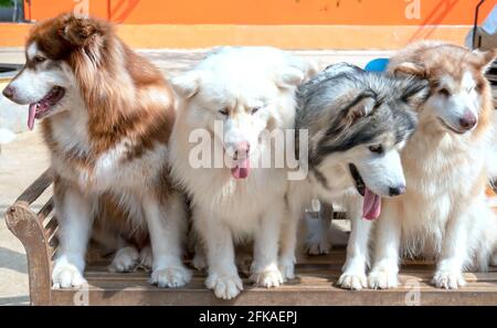 Portrait of Alaskan and Siberian Husky dog in domesticated pet. They have elegant appearance, love of freedom and desire for independence, Stock Photo