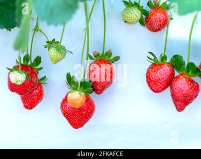 Red ripe strawberries on the rack in the garden. This fruit is rich in vitamin C and minerals beneficial to human health Stock Photo