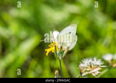 Butterfly - Pieris rapae, the small white Stock Photo