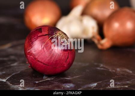 Whole 'Allium Cepa' red onion with purplish-red skin and root Stock Photo