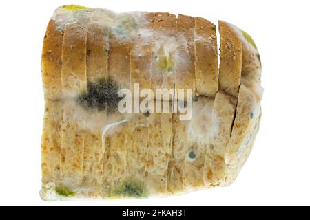 Bread Mold Images – Browse 28,149 Stock Photos, Vectors, and Video