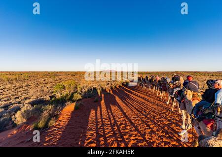 Tourists on the sunrise camel ride Stock Photo