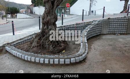Decorative paving surrounding old replanted olive tree in Andalusian village Stock Photo