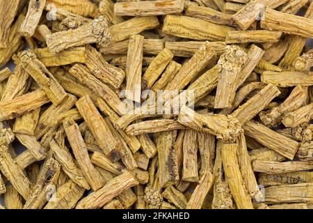 Closeup of dried Dang shen root also called tan shen, danshen, poor man's ginseng (Codonopsis pilosula, Radix) Stock Photo