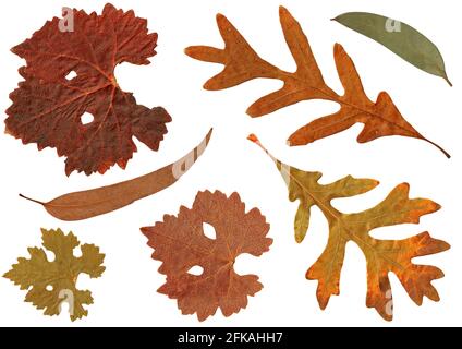Dried yellow orange brown Autumn leaves of White Oak, Eucalyptus gum tree, Grape isolated on white background Stock Photo