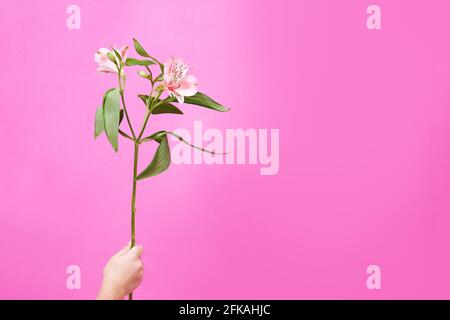 Alstroemeria in the child's hand on a pink background. High quality photo Stock Photo