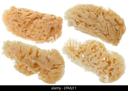 Group of soft natural Sea Sponge in beige color isolated on white background used as facial cleaning tool or at spa treatment Stock Photo