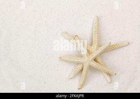 Closeup of two star fish, known as sea stars, on white fine sand beach background with copyspace Stock Photo
