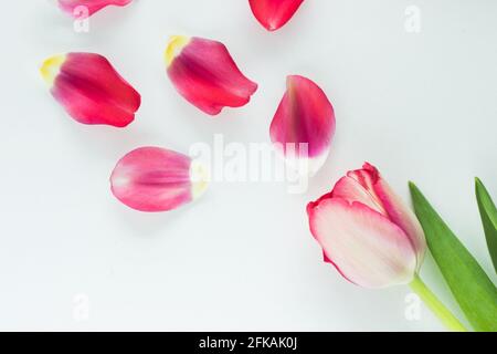Pink tulip and pink petals on white background Stock Photo