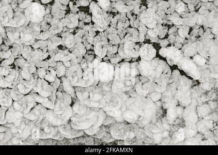 Closeup of Ice crystal leaves forming on the ground in the morning Stock Photo