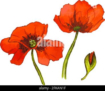 Red watercolor poppy flowers isolated Vector illustration Stock Vector