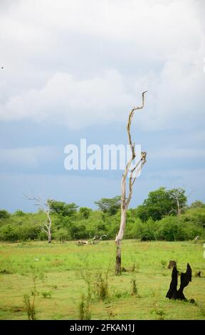 A leafless lonely dead tree standing alone in the middle of the grassy plain in a green tropical forest, Lunugamvehera National Park, dark gloomy rain Stock Photo