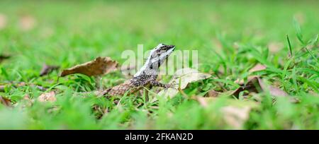 Painted Lipped Lizard or commonly known as Sri Lanka Bloodsucker is one of the calotes species endemic to the country. Lizard moving swiftly on grass. Stock Photo