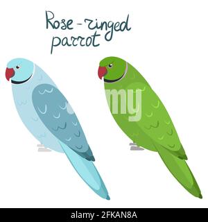 Rose-ringed parakeet or ring-necked parrot in cartoon style on white background. Vector hand drawn illustration. Psittacula krameri Stock Vector