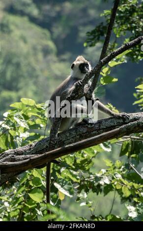 Tufted Gray Langur monkeys on a tree branch, are near-threatened species in Sri Lanka. has a black face and a long tail. Stock Photo