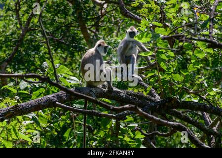 Tufted Gray Langur monkey couple on a tree branch, are near-threatened species in Sri Lanka. has a black face and a long tail. Stock Photo