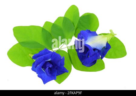 Closeup photo of Clitoria ternatea (Butterfly Pea, Blue Pea), isolated on white Stock Photo