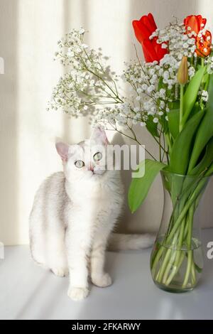 White British cat sits next to a glass vase with a bouquet of red tulips. Stock Photo