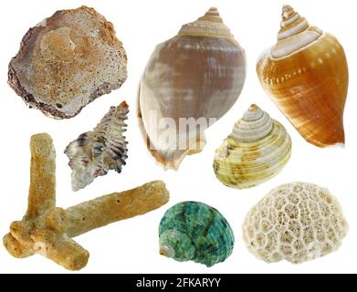 A collection of sea shells isolated on white background Stock Photo