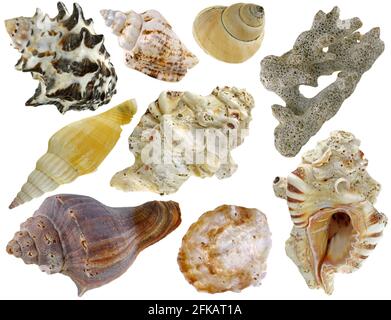 A collection of sea shells isolated on white background Stock Photo