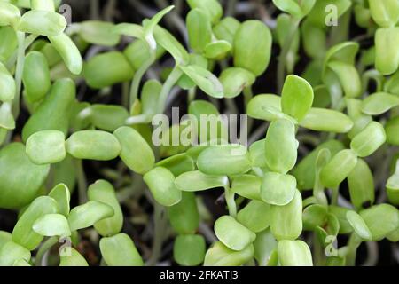 Home-grown Sunflower Sprouts in a pot Stock Photo