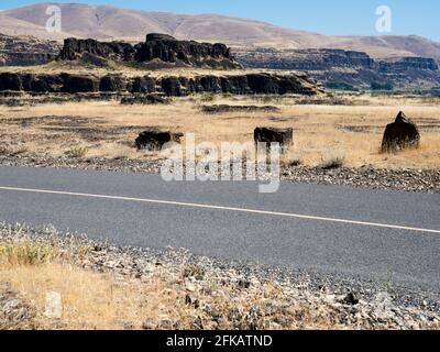 Desert road in Eastern Washington State, USA Stock Photo