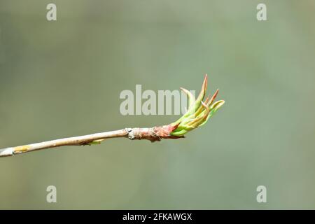 The first young sticky leaves of the apple tree, springtime. Spring background. Stock Photo