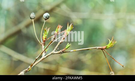 The first young sticky leaves of the apple tree, springtime. Spring background. Stock Photo