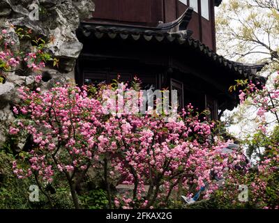 Suzhou, China - March 23, 2016: Springtime in Humble Administrator's Garden, one of the most famous classical gardens of Suzhou Stock Photo