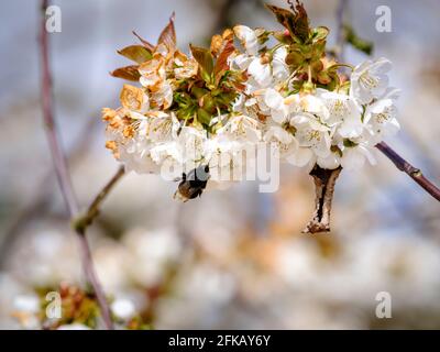 A bumblebee collecting nectar from cherry blossom in springtime at Cooks Yard Farm in Northiam, East Sussex, UK Stock Photo