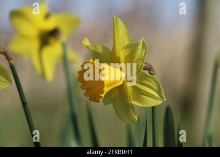 Bright yellow daffodil flowers, Narcissus, blooming in the spring sunshine, close-up, Shropshire, England Stock Photo