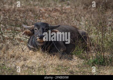 A big burmese buffalo with horns lies down in the dry grass on a farm land somewhere between Kalaw and Inle Lake, Shan state, Myanmar Stock Photo