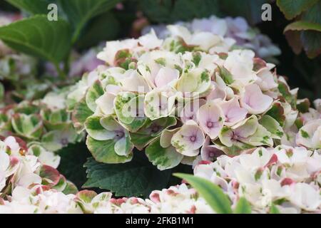 Hydrangea macrophylla 'Magical Revolution' flowers. Stock Photo