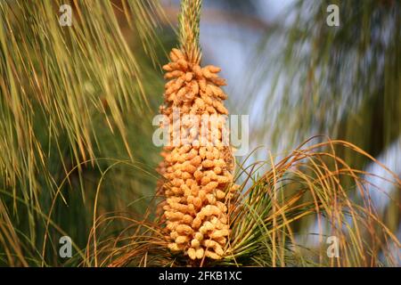 Lush green Chir Pines (Pinus roxburghii) with immature cones Stock Photo
