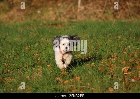 small vibrant bolonka in the fields Stock Photo