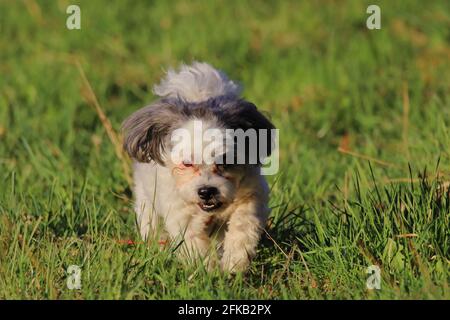 small vibrant bolonka in the fields Stock Photo