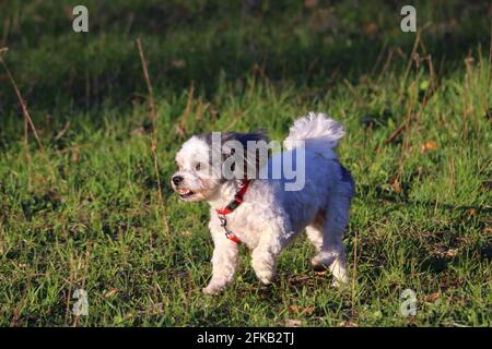 small vibrant bolonka in the fields Stock Photo