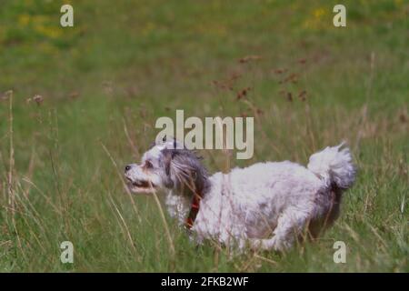 small vibrant bolonka in the fields Stock Photo