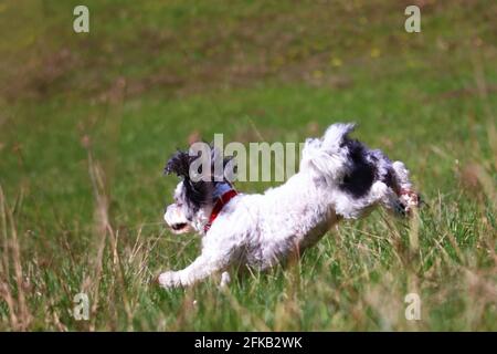 small vibrant bolonka in the fields Stock Photo