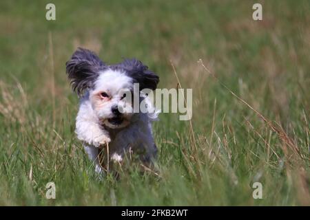 small vibrant bolonka in the fields Stock Photo