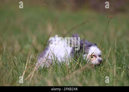 small vibrant bolonka in the fields Stock Photo