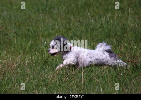 small vibrant bolonka in the fields Stock Photo